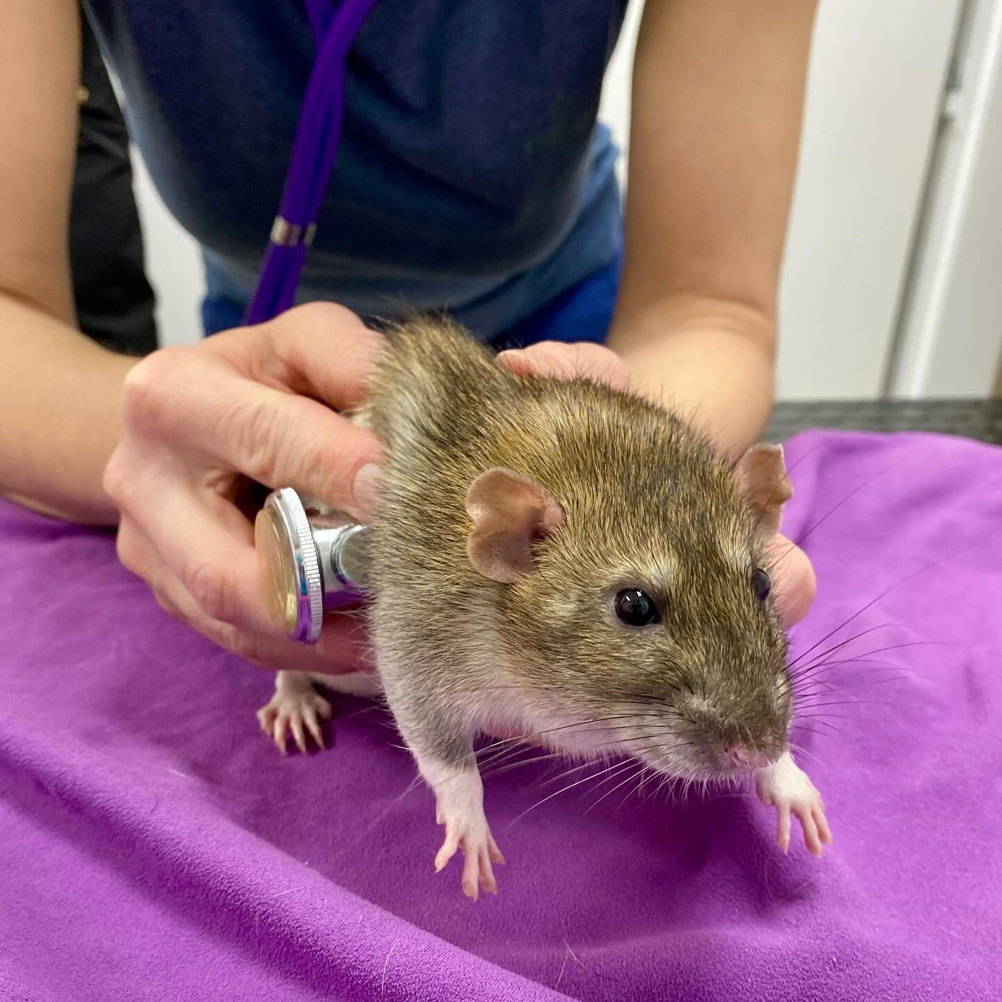 Potkan na veterinárnom vyšetrení fonendoskopom